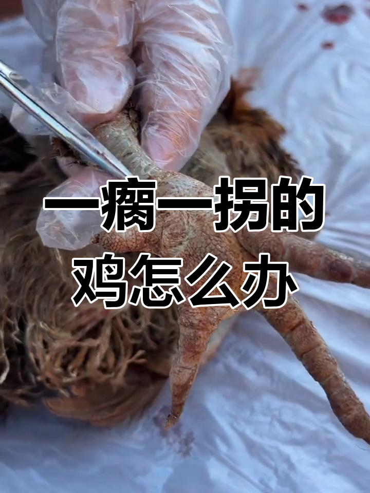 鸡一瘸一拐?淮南支原体感染症状揭秘