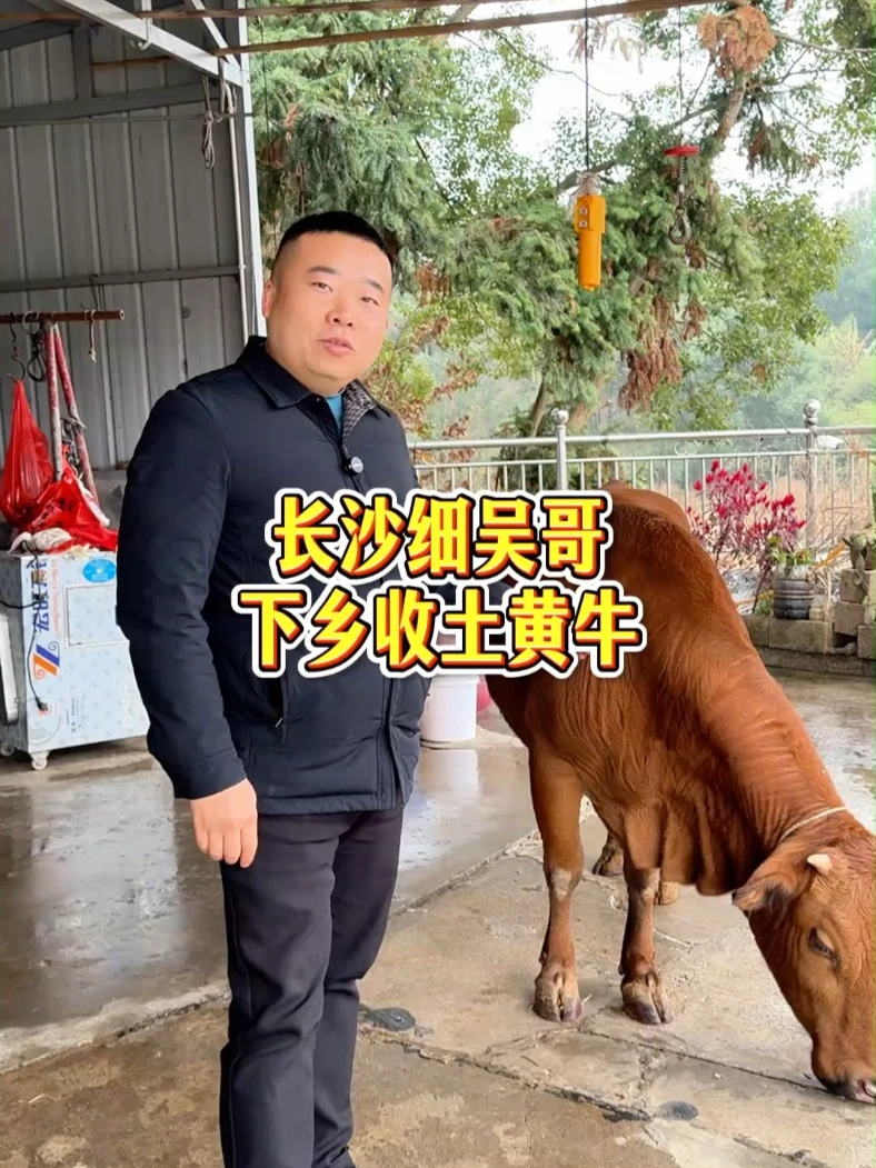 屋里腊牛肉吃完,去乡里收土黄牛,大家一起瞧瞧这头牛!