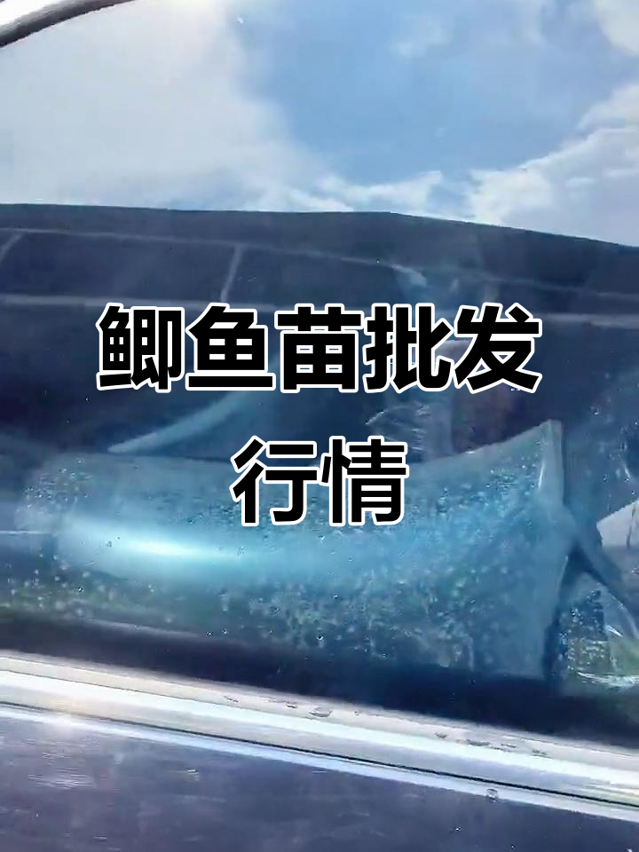 鲫鱼苗批发市场，水产人必看！