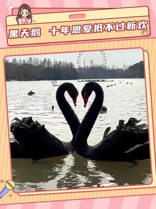 这公鹅有毛病吧 有鹅生没鹅养的东西