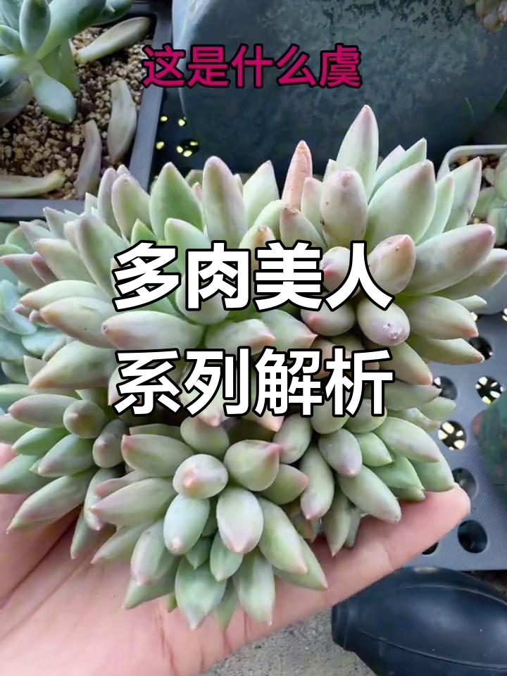 美人系多肉大揭秘,名字五花八门但长得像!