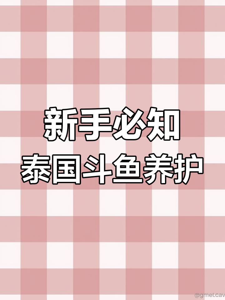 泰国斗鱼新手饲养全攻略:水质、温度与单养技巧