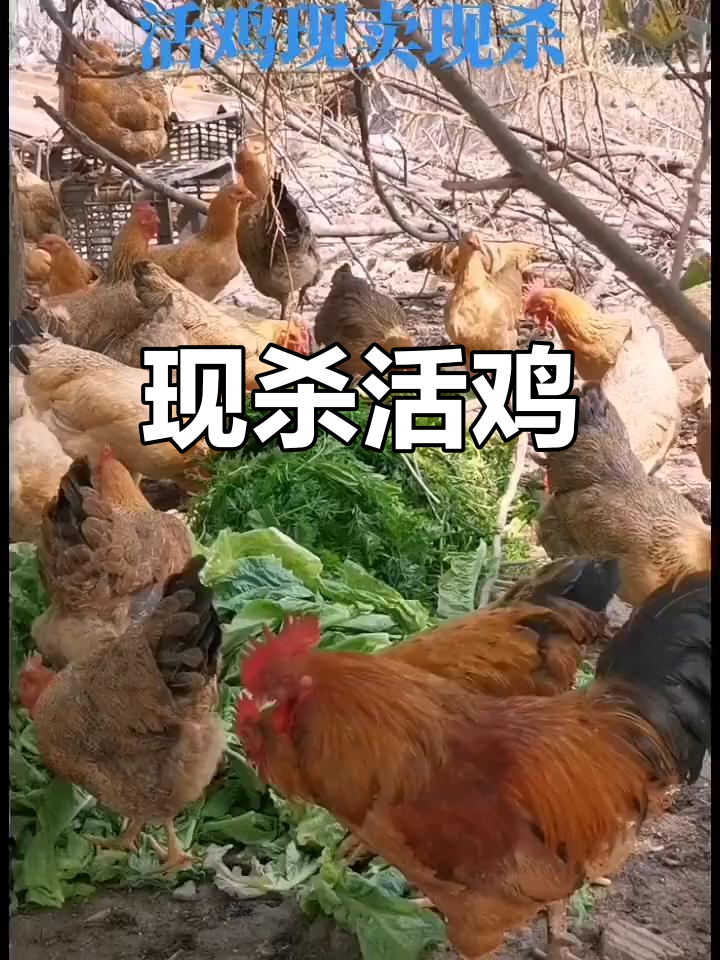 乡村散养土鸡现杀,绿色美味