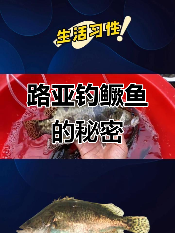 鳜鱼夜钓技巧大揭秘,如何选择饵料和钓鱼时机