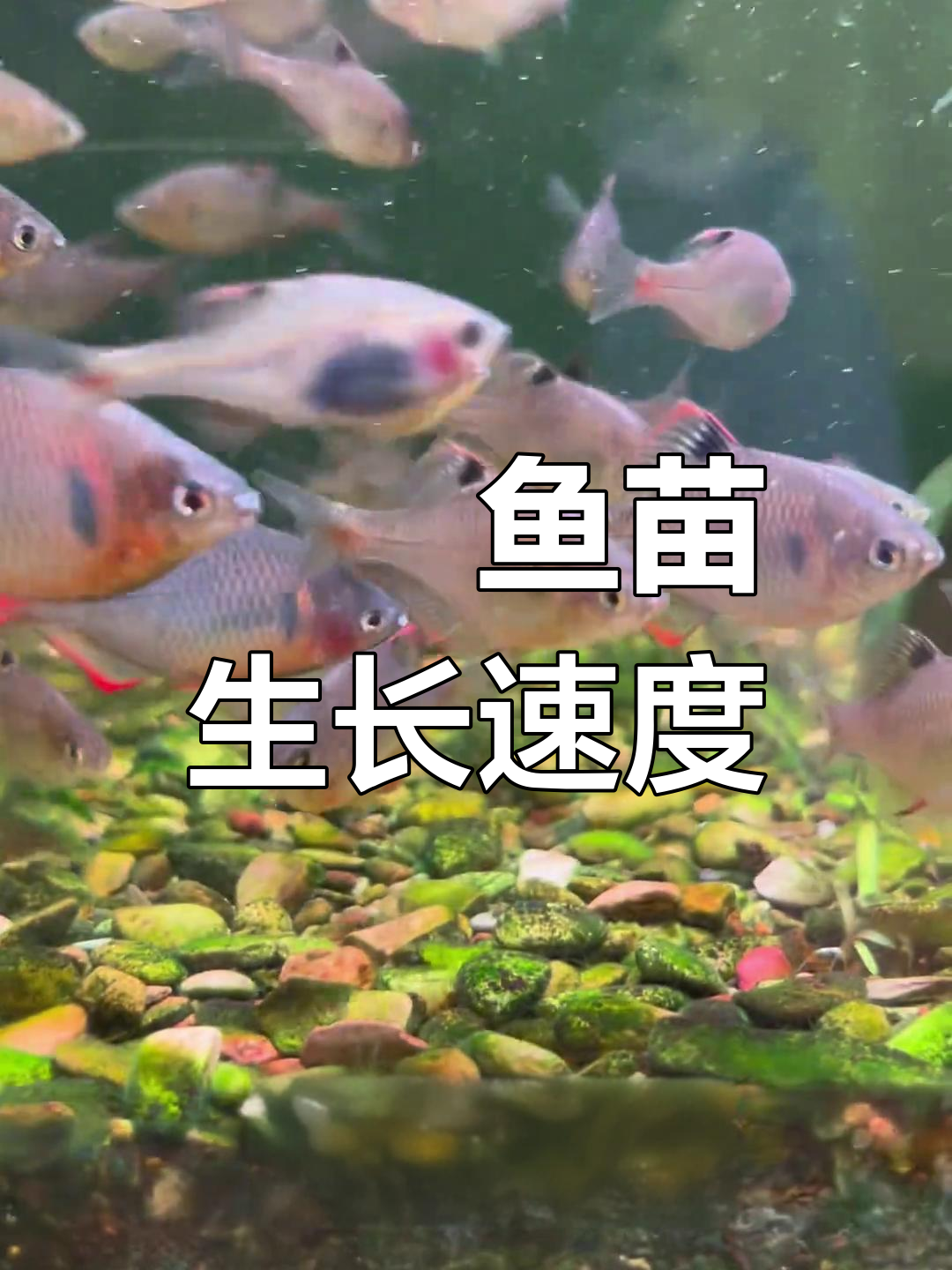 鳑鲏鱼苗从受精到起飞,一个月能长多大?