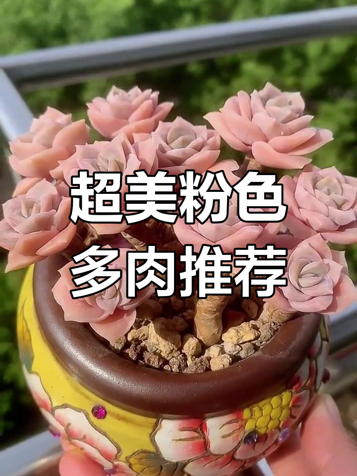 粉色系多肉大赏,哪个最让你心动?