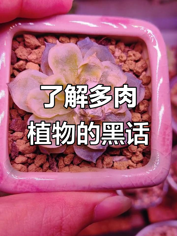 多肉圈黑话大揭秘，化水、黑腐这些你必须知道！