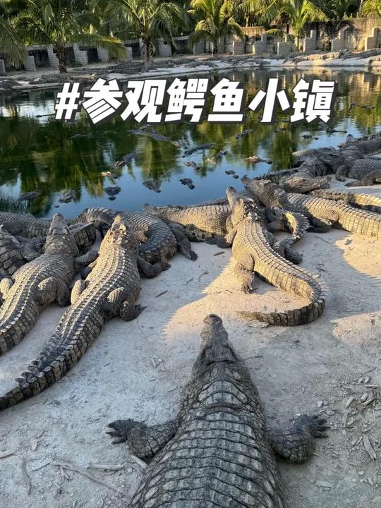 鳄鱼除了拿来吃还能拿来干嘛?走进特色养殖小镇,也许会有答案!