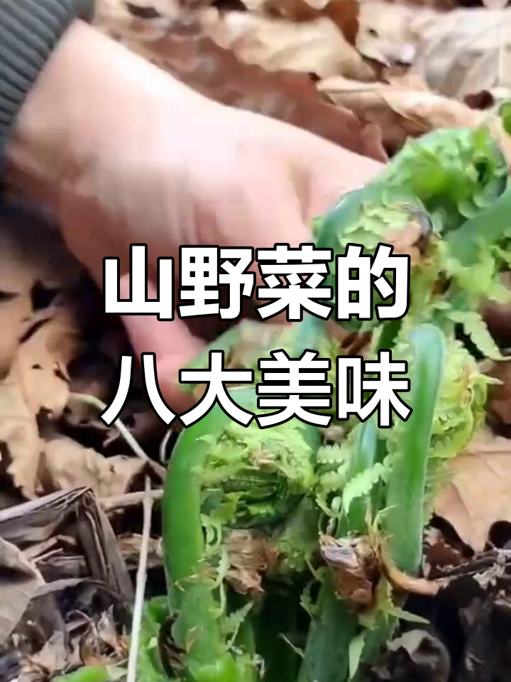 八种常见山野菜,尝过大自然的味道吗?
