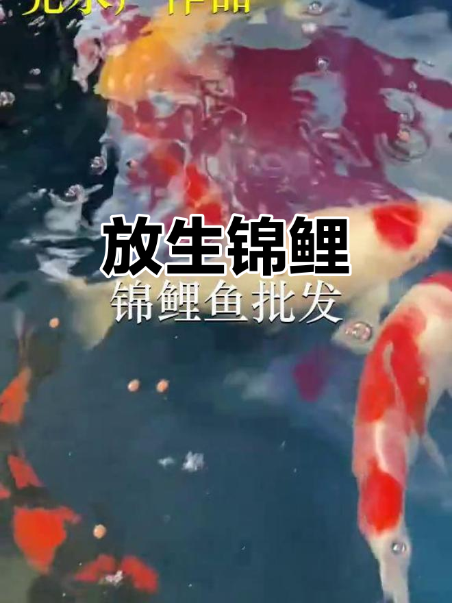 深圳沙河放生锦鲤,鱼苗来自汕尾
