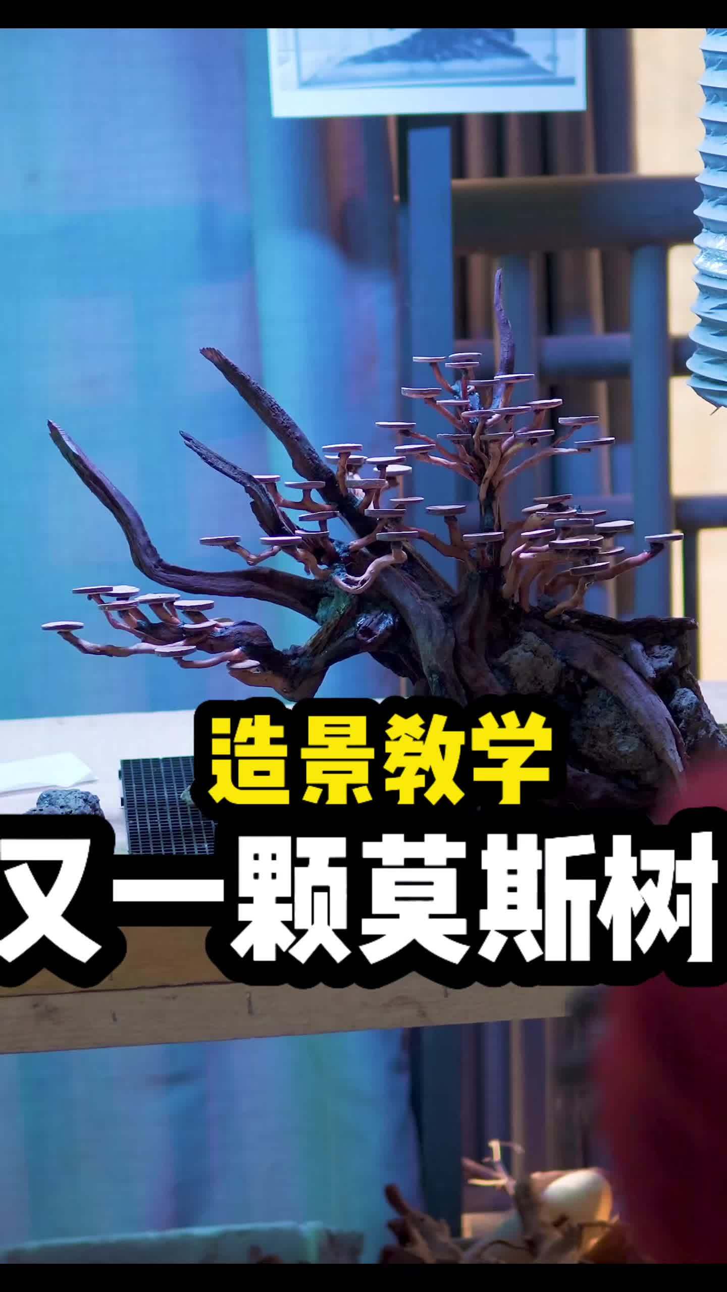 鱼缸造景教程!猜猜我今天做的是什么?不知道你有没有开过这种缸!水草缸 水族 养鱼 鱼缸造景