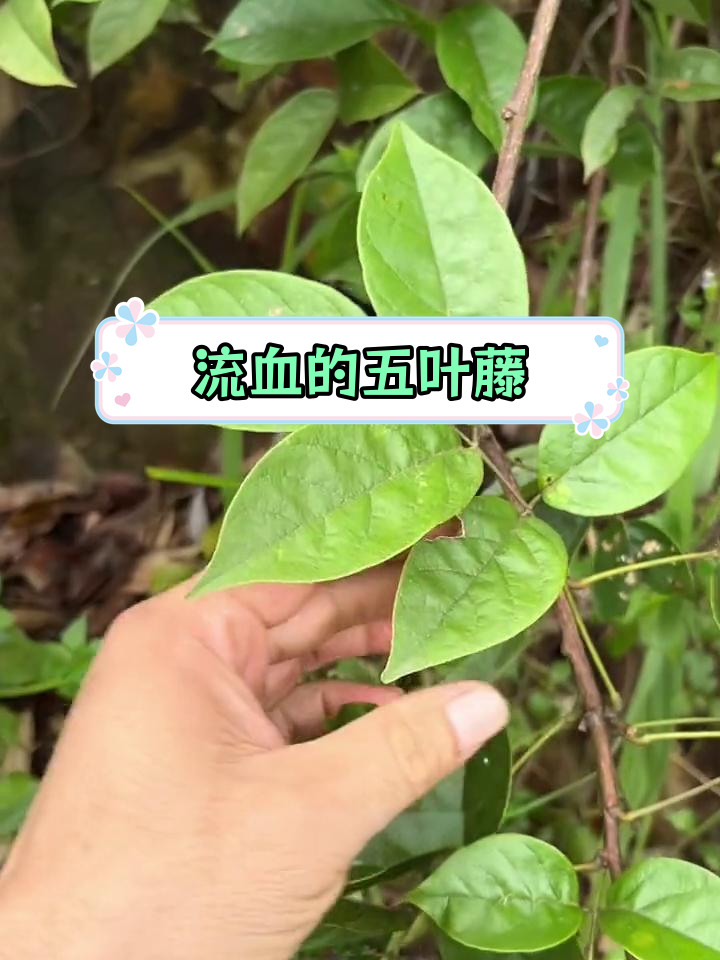 五叶鸡血藤:大自然中的神奇植物