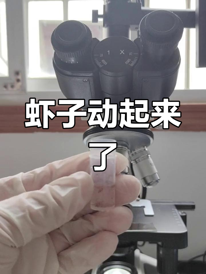 显微镜下的虾卵孵化过程