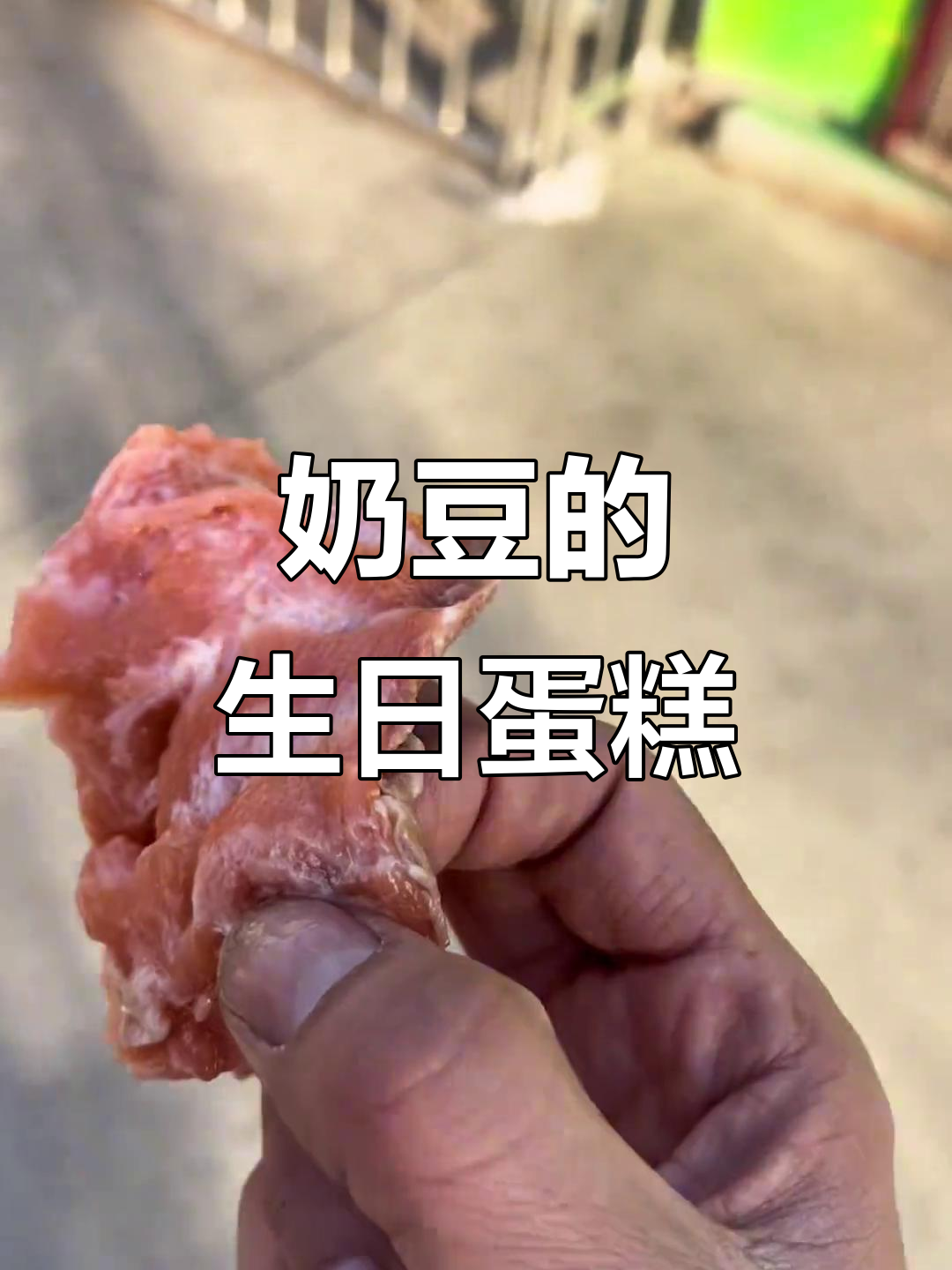 小老虎奶豆的生日蛋糕,呆萌可爱吃不停