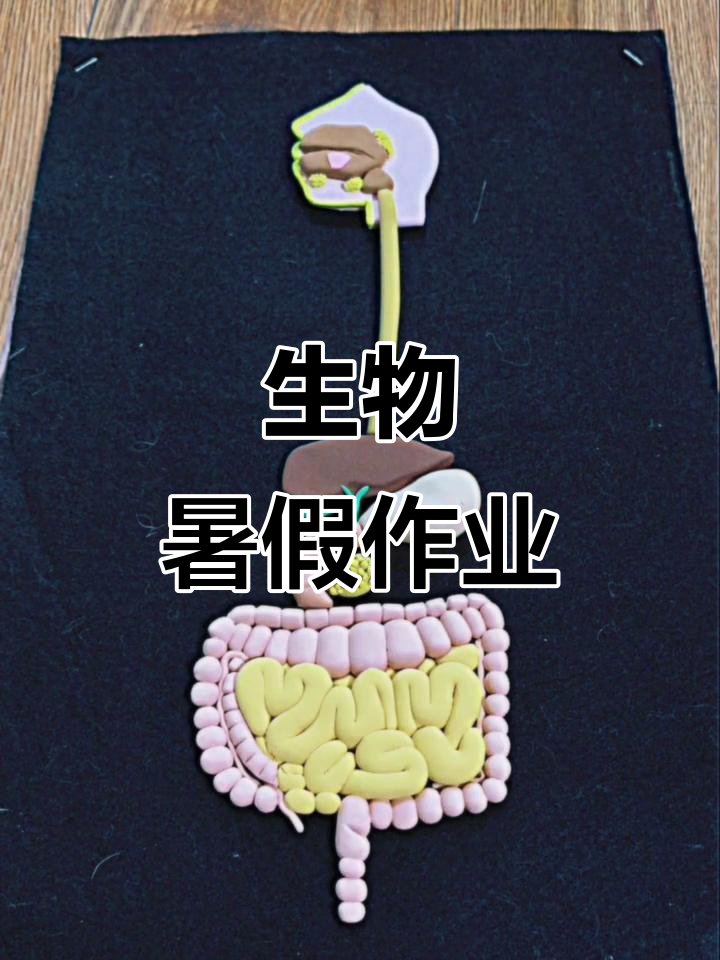 消化系统模型制作,暑假作业大挑战