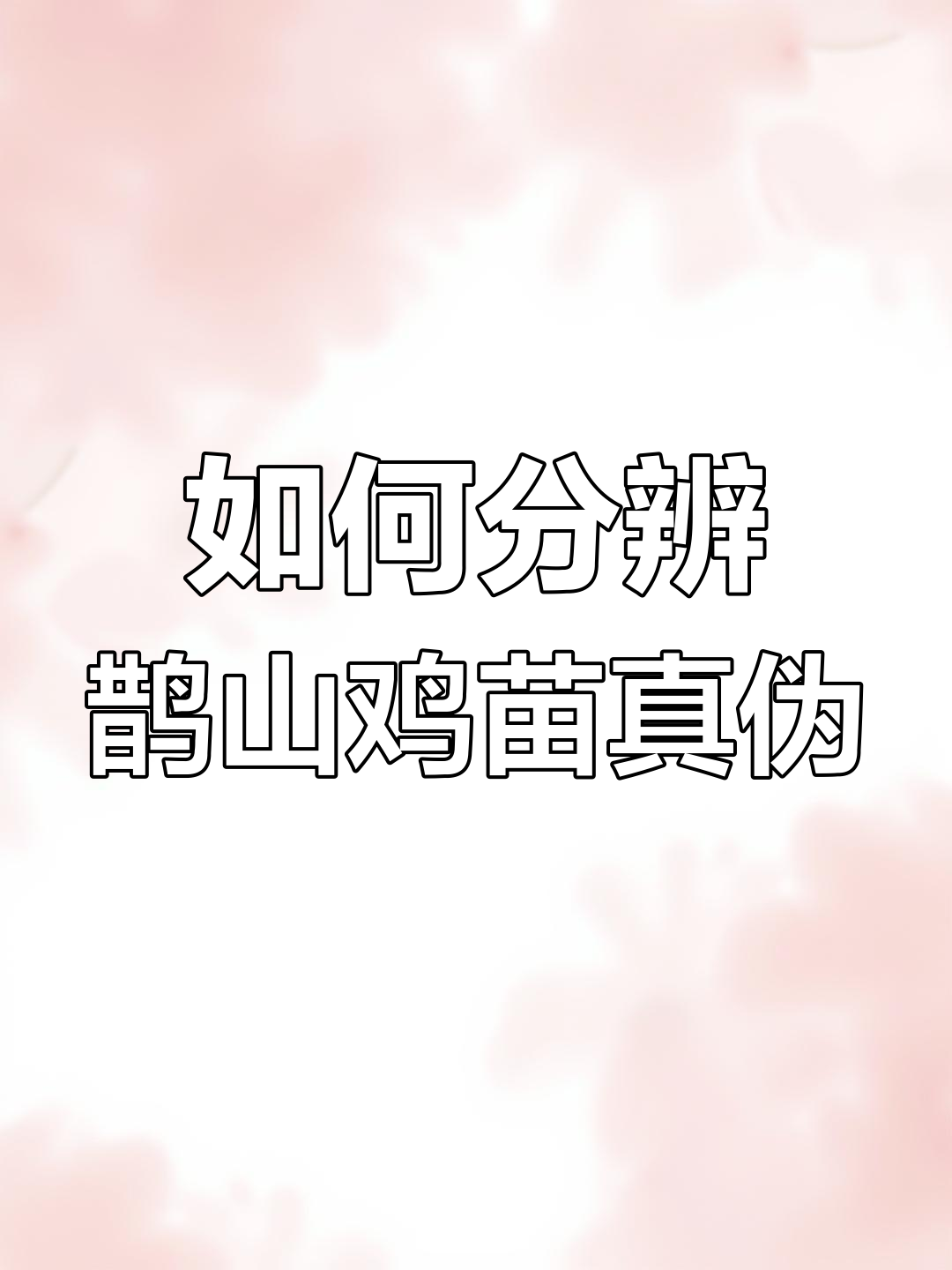 辨别真假鹊山鸡苗,掌握这三点避免上当