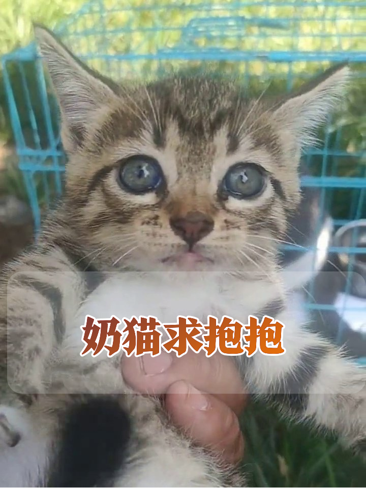 小奶猫集体卖萌求抱抱,蓝眼睛暴击萌化了