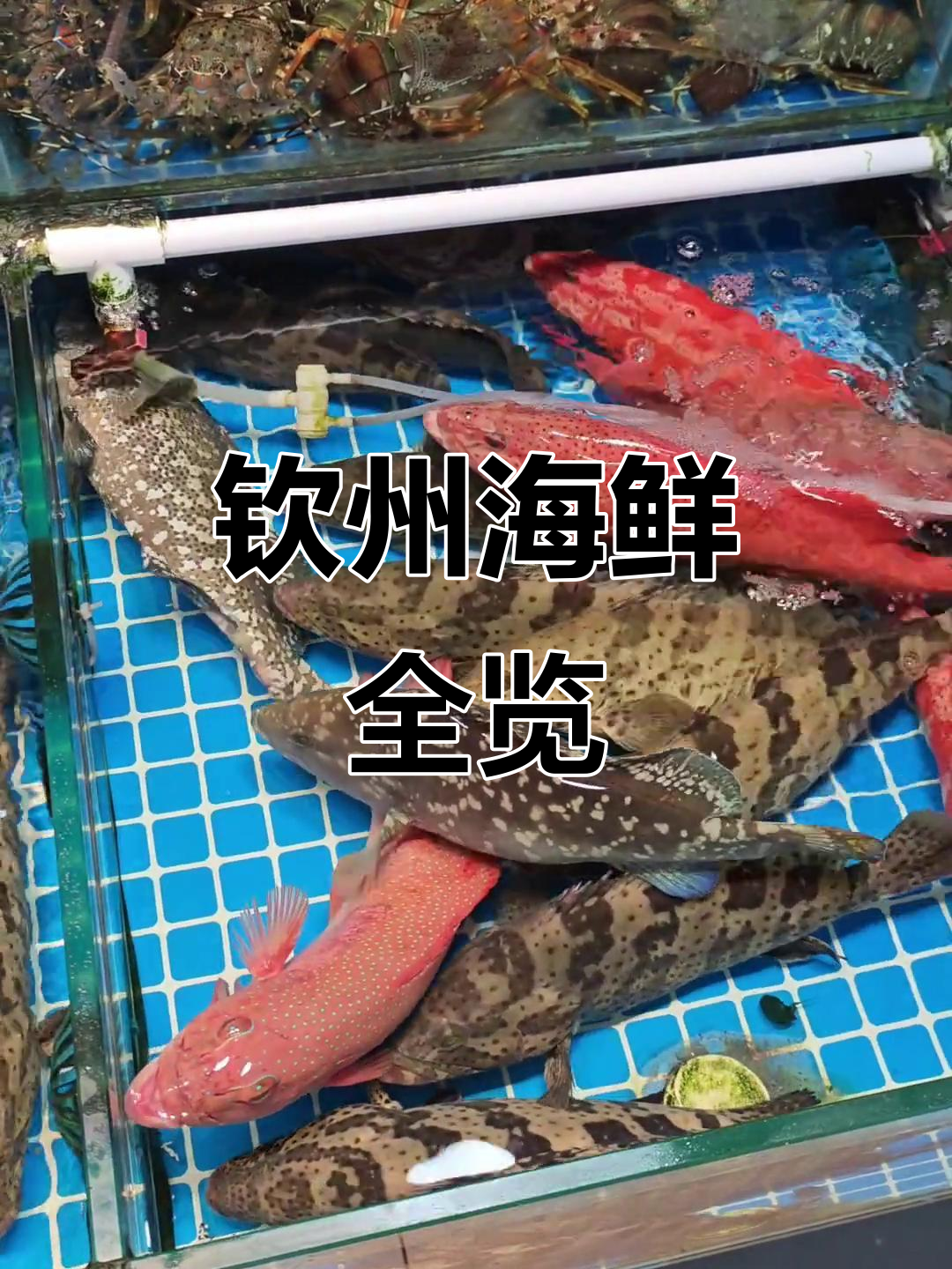 钦州海鲜大揭秘:石斑、小海鱼和新鲜鱿鱼的丰富品种