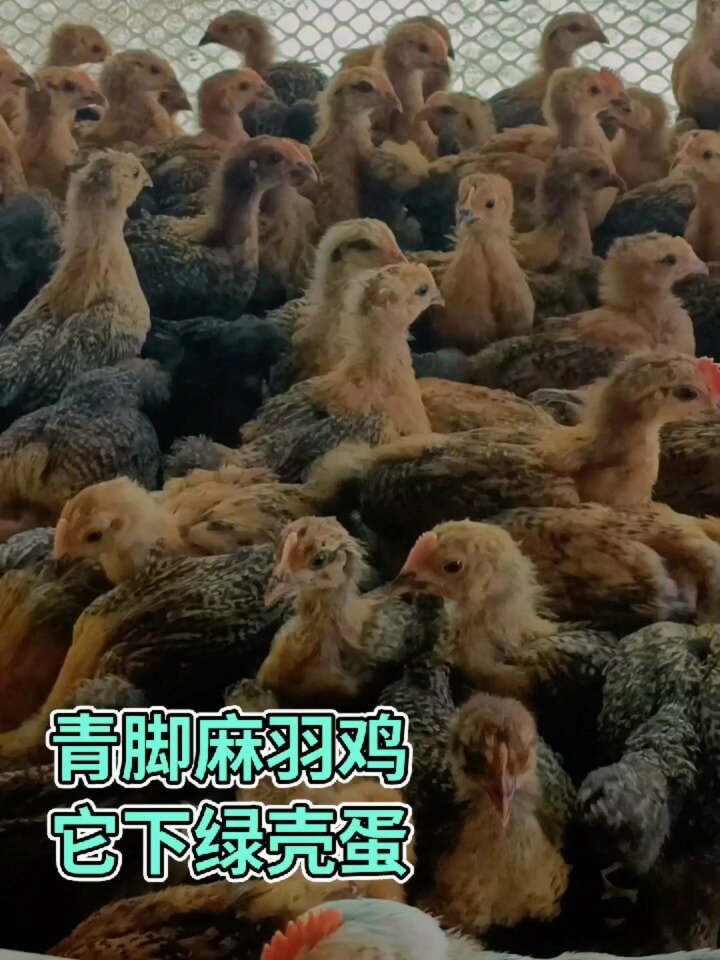 青脚麻羽鸡,它下绿壳蛋