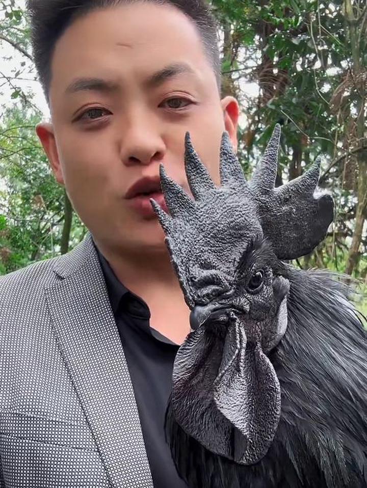 在山里见到的黑凤乌鸡居然这么黑！