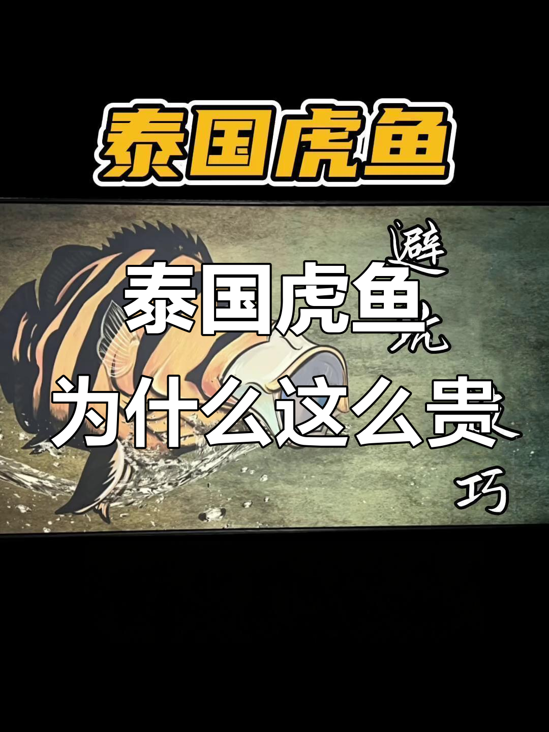泰国虎鱼为何价格昂贵?揭秘养殖技巧与防骗知识