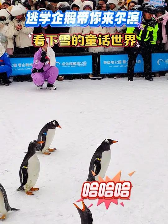 逃学企鹅带你来哈尔滨,看下雪的童话世界~ 哈尔滨下雪了 哈尔滨逃学企鹅 冬天怎么能不去哈尔