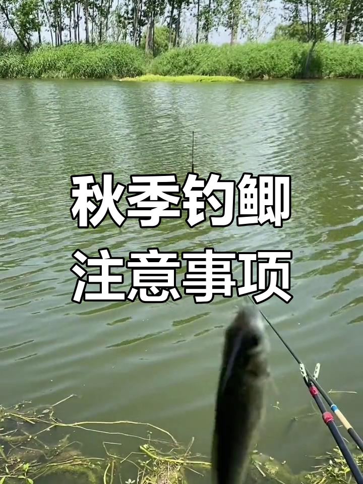 深秋钓鲫技巧:如何选择浮漂与调漂策略