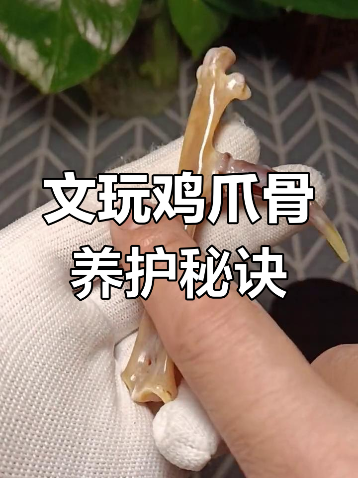 鸡爪骨盘玩技巧与保养方法,如何防止开裂加速包浆