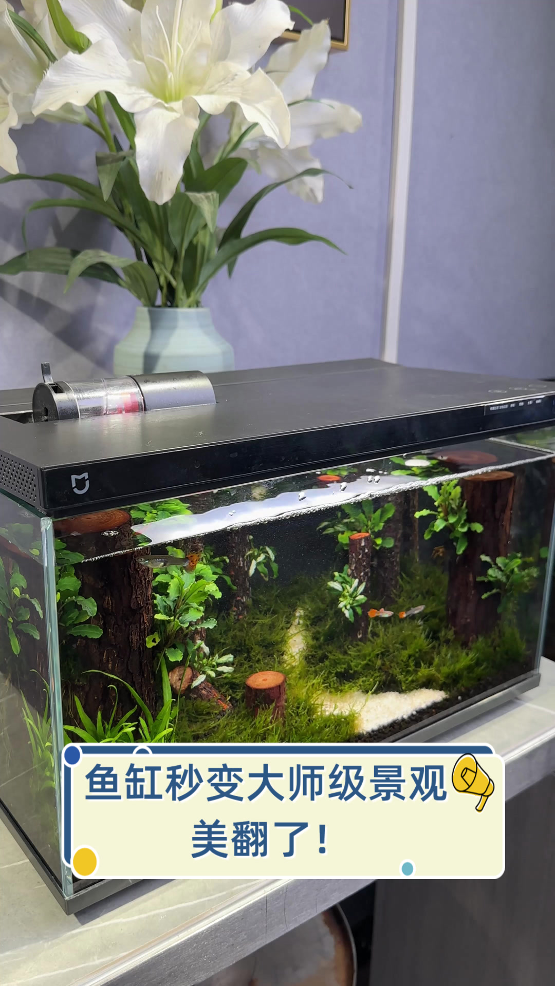 鱼缸秒变大师级景观，美翻了！