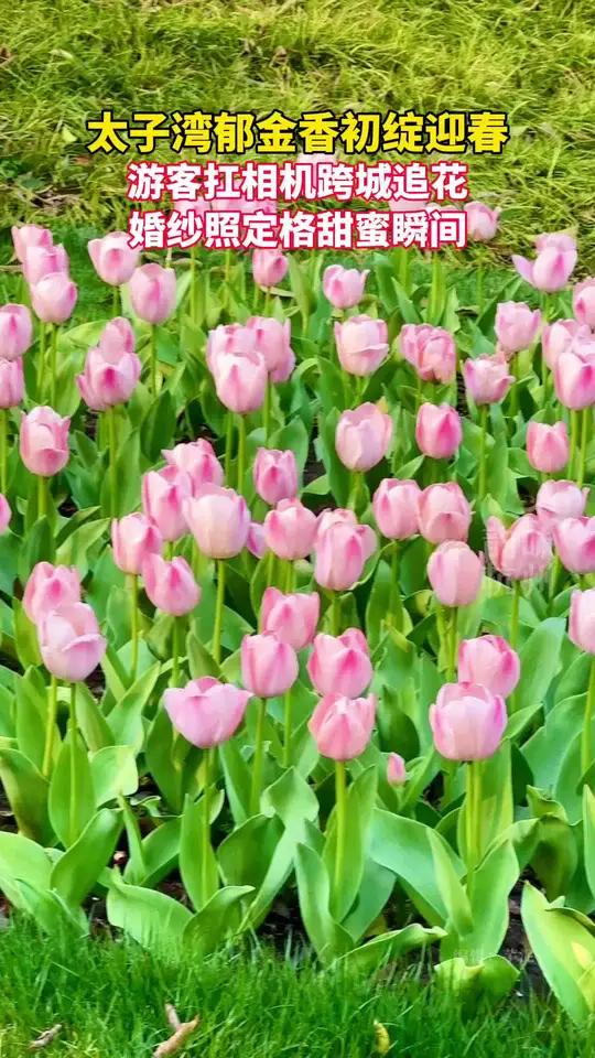 春有信,花有约,杭州太子湾郁金香初绽迎春
