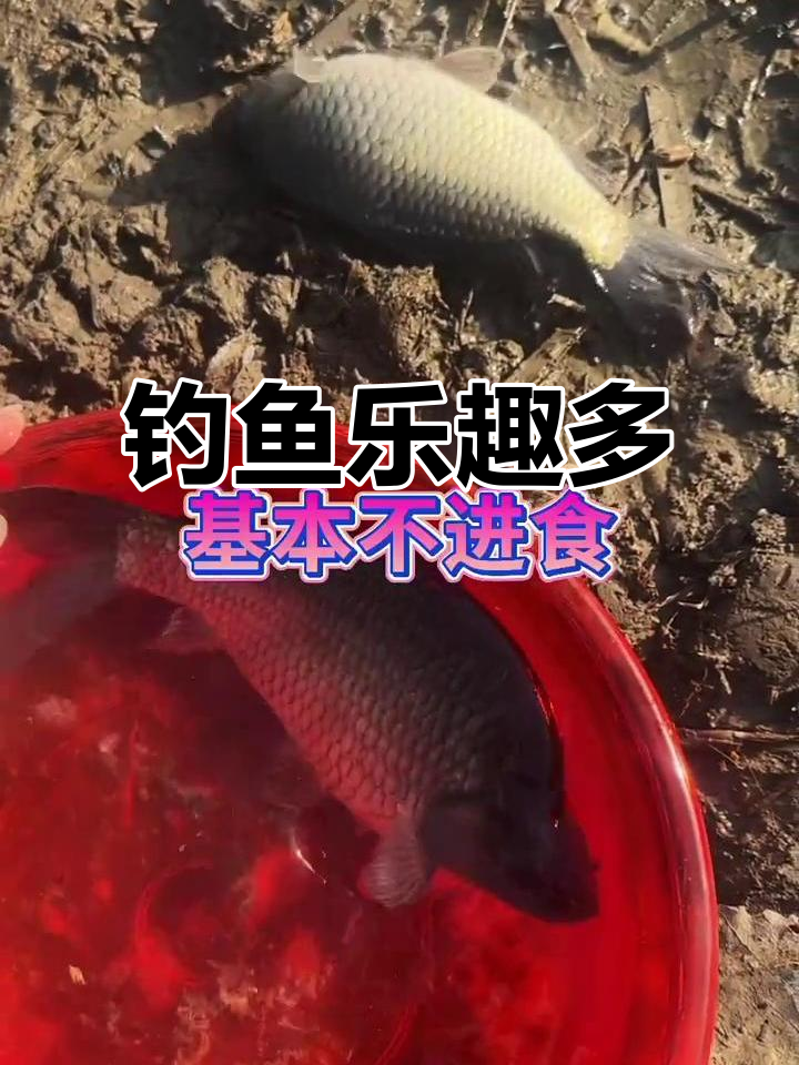 钓鱼成抖音最热休闲运动,春季鱼类进食规律揭秘