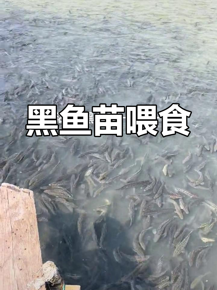 湖州黑鱼苗开始进食,养殖爱好者可来现场观摩!