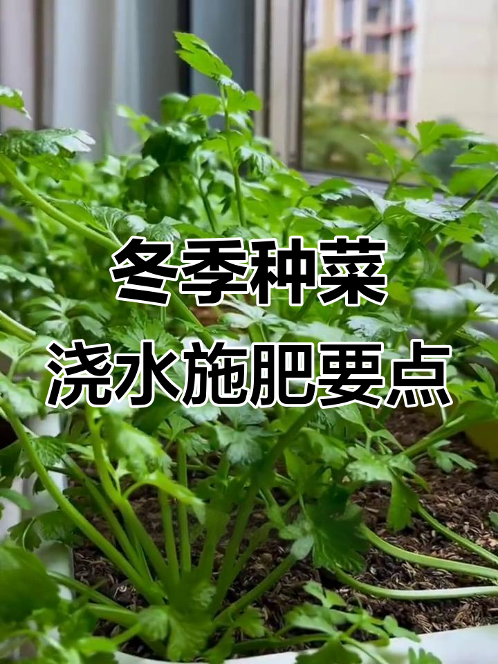 冬季蔬菜浇水施肥技巧,掌握这些让菜长得更好