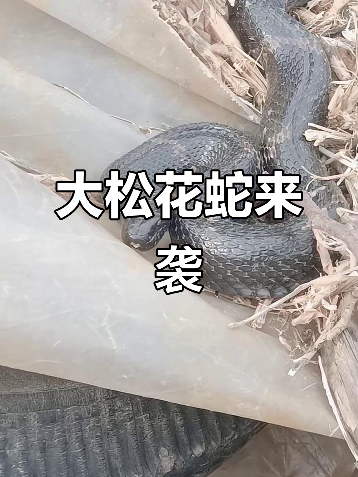 这不是家蛇,东北大松花蛇猛如虎