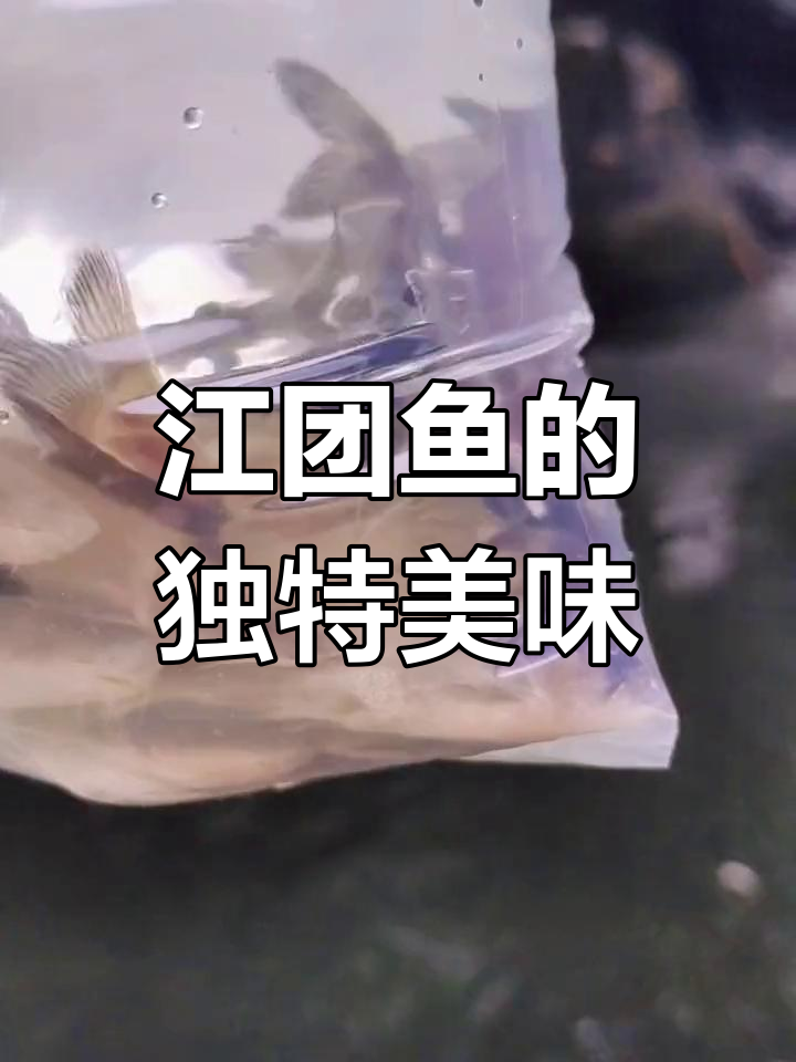 江团鱼:肉质鲜美,刺少口感滑