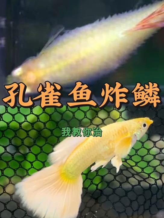 孔雀鱼炸鳞能治么?如何治疗?