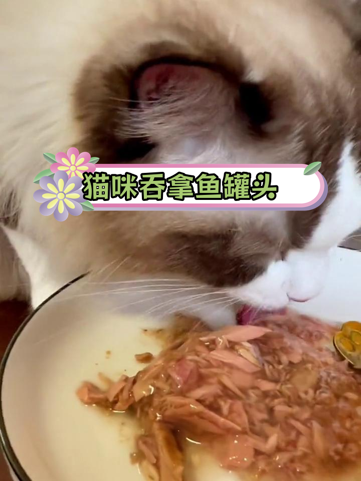 猫咪专用吞拿鱼罐头,鲜美又健康