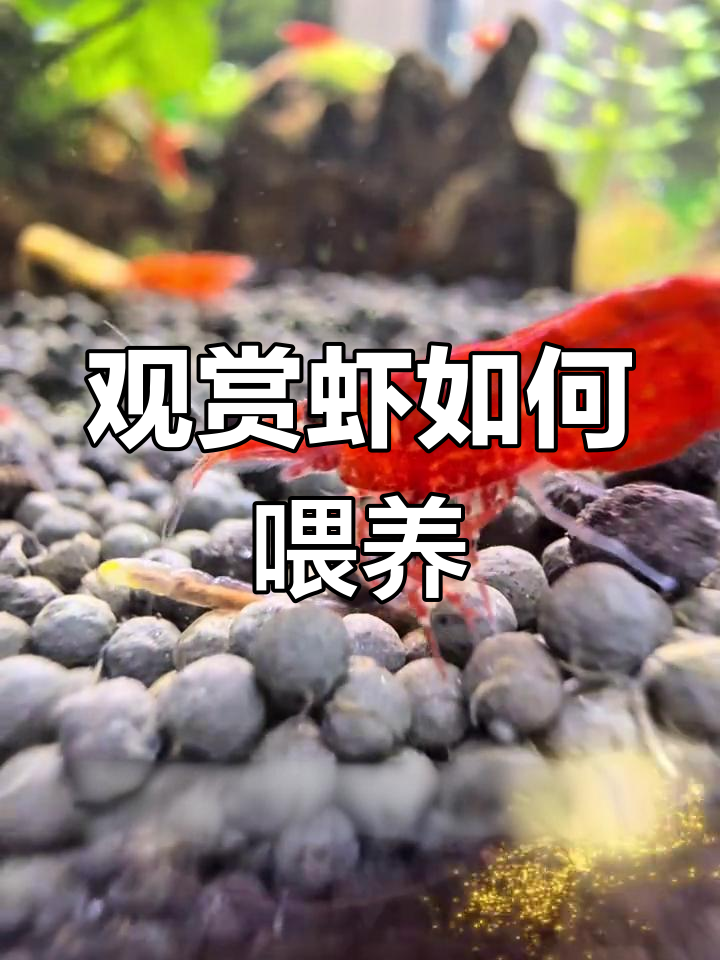 观赏虾吃什么?喂食频率揭秘
