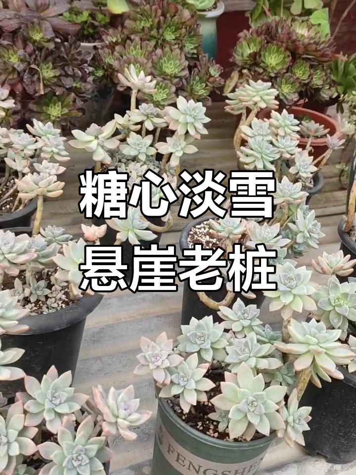 淡雪多肉:妖娆桩与冰糖心的完美结合