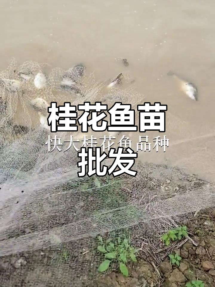 桂花鱼苗批发，惠州、广州、深圳均有供应