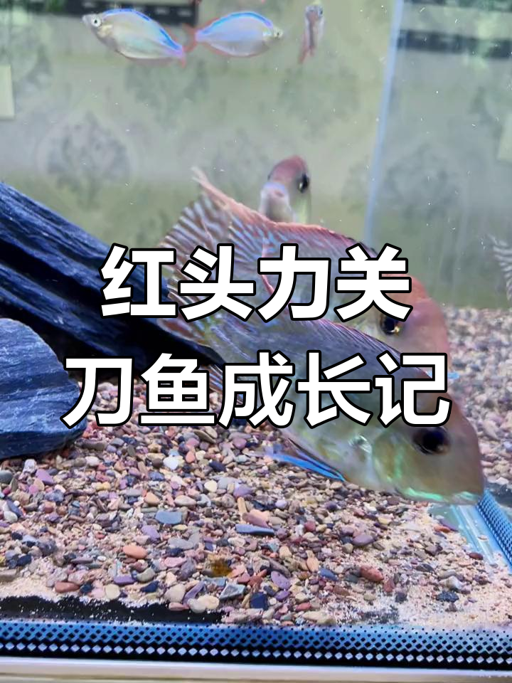 从3厘米到成鱼,红头力关刀鱼的成长与发色变化