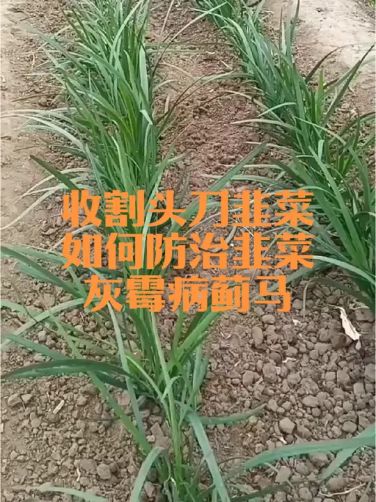 头刀韭菜收割后怎样浇水追肥？韭菜叶子有白斑咋防治？