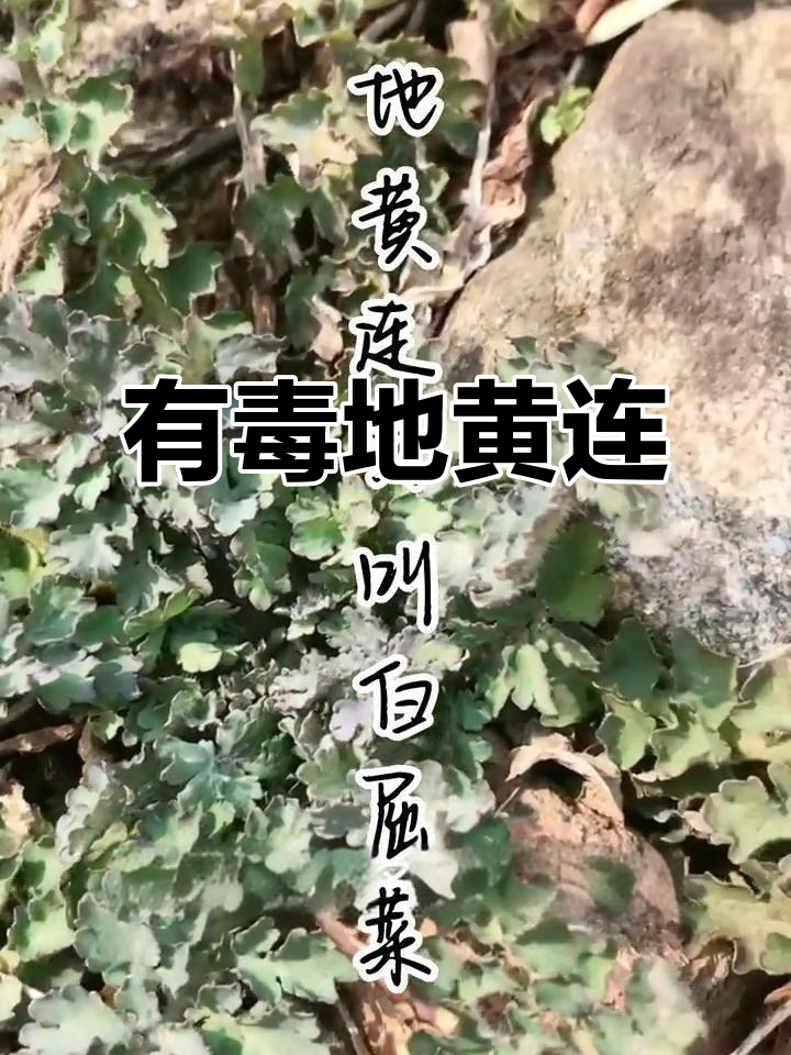 地黄连:一种有毒的野菜,姜汁黄色让人警惕