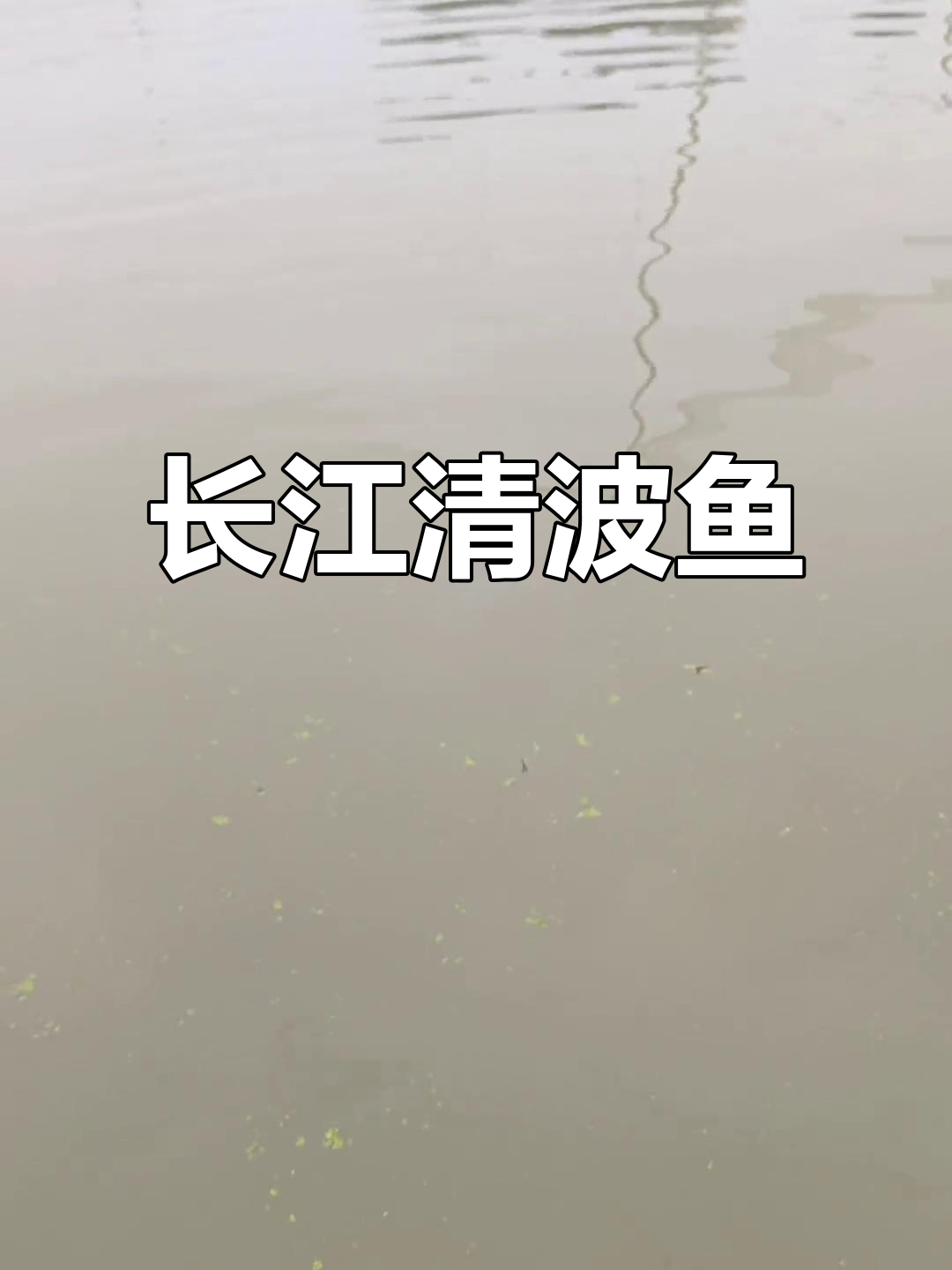 清波鱼,长江美味,肉质鲜嫩,堪称水中瑰宝