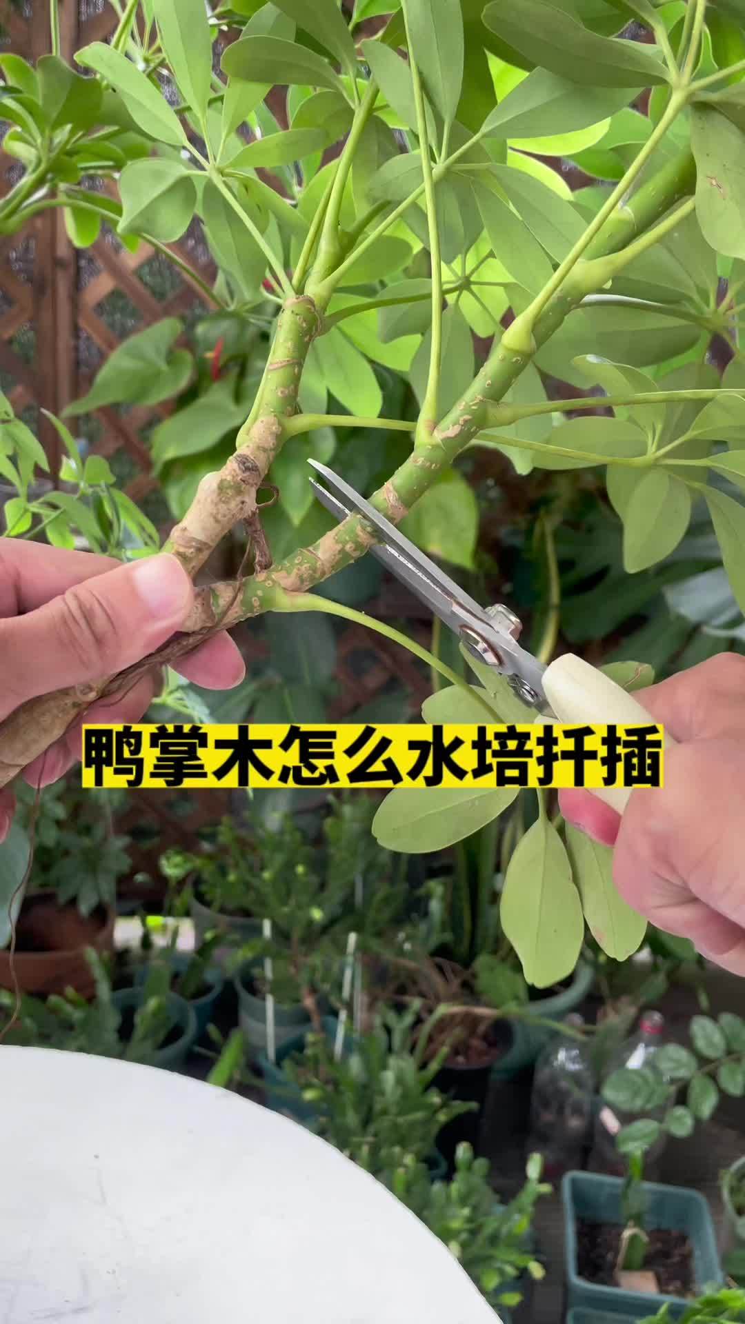 鸭掌木这样水培扦插,长根多又快 爱生活爱养花 养护小知识 种植小技巧