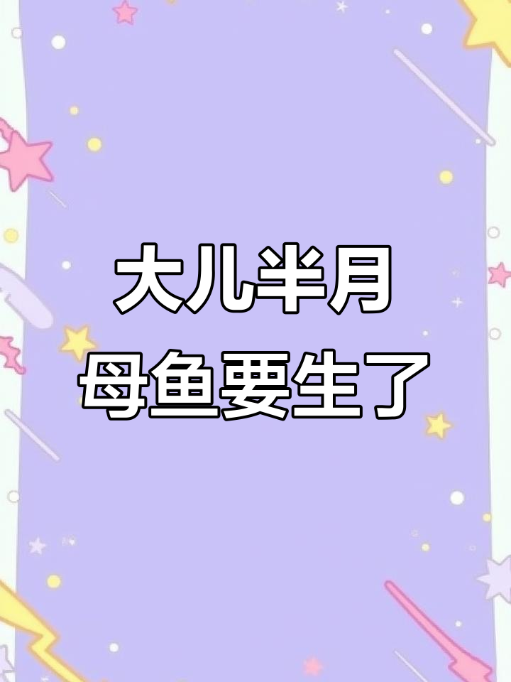 纯白大耳半月母鱼怀孕，花色公鱼已到，斗鱼繁殖准备中