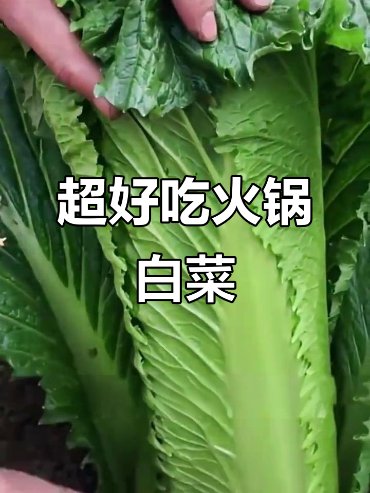 包尖白菜,火锅必备!甜心黄叶四季可种