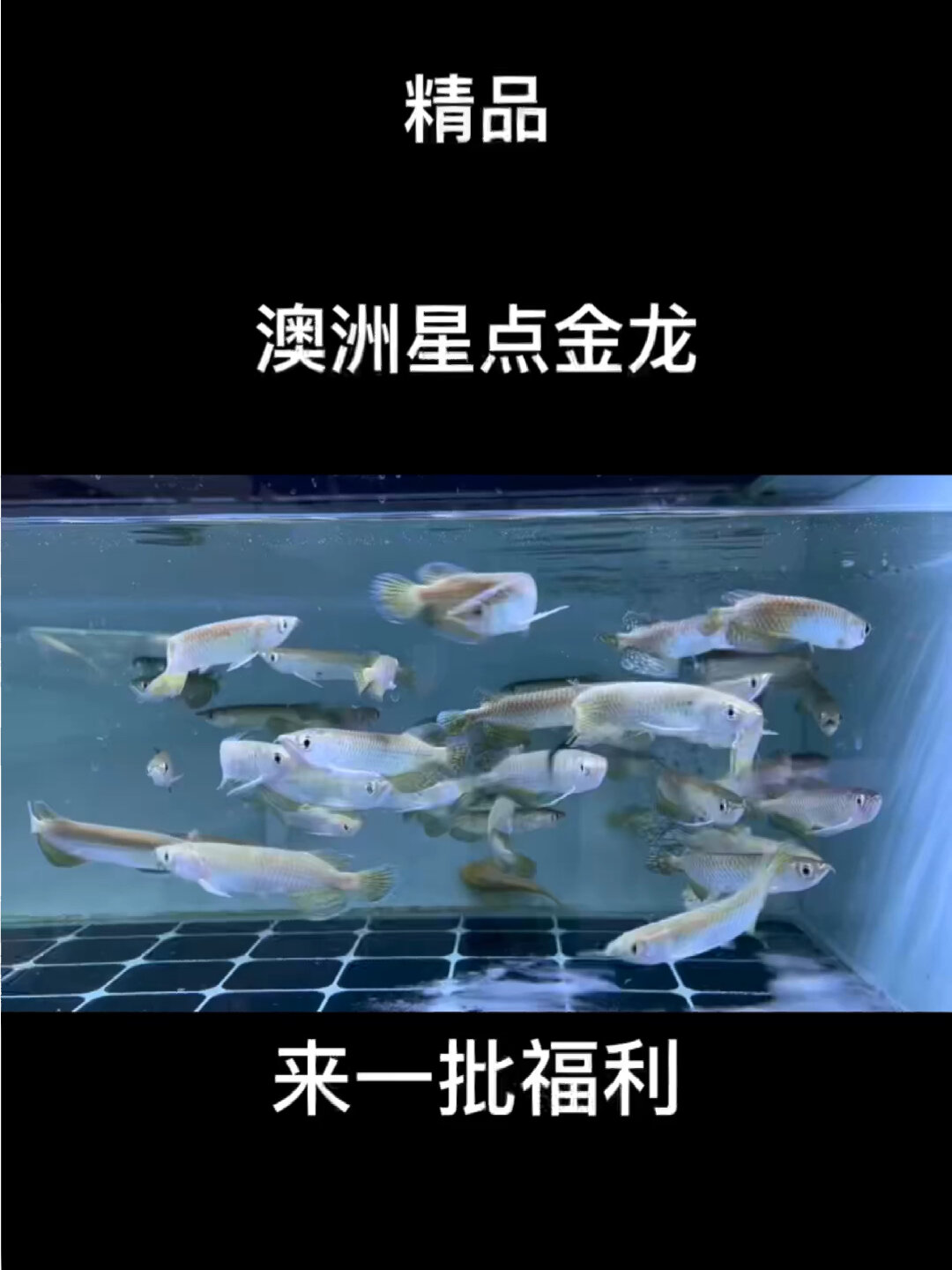 精品澳洲星点金龙