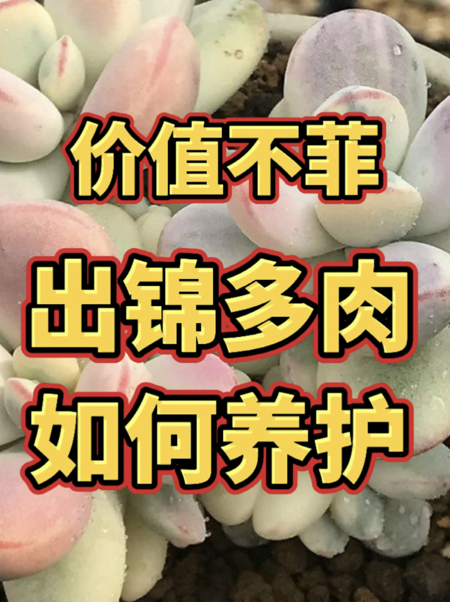 「多肉知识」出锦的多肉养护时的要点