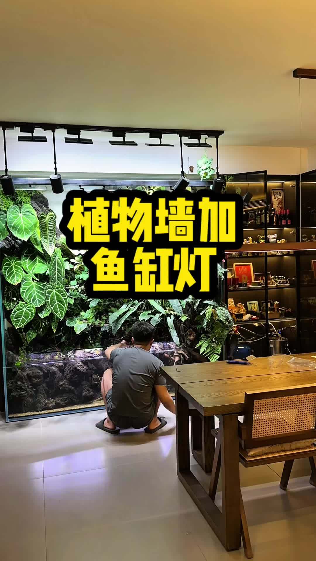 加了灯,终于能观赏鱼了!但是我这鱼到底是怎么了,什么原因呢?水族 养鱼 造景 水草缸 鱼缸